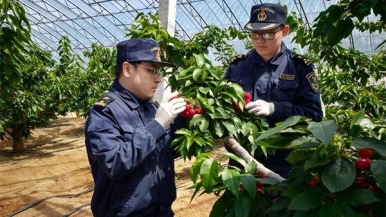 营口鲜樱桃首次出口蒙古国