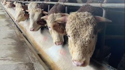 辽中牛：生态循环链上的振兴“牛”引擎