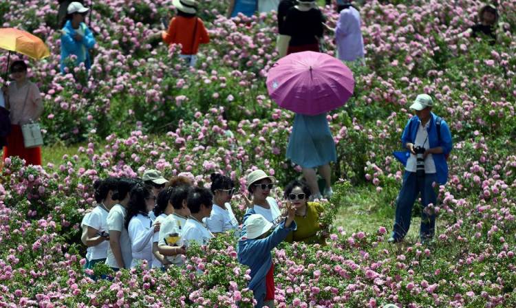 沈阳：月季绽放引客来