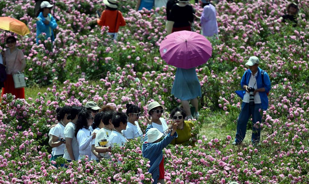 沈阳：月季绽放引客来