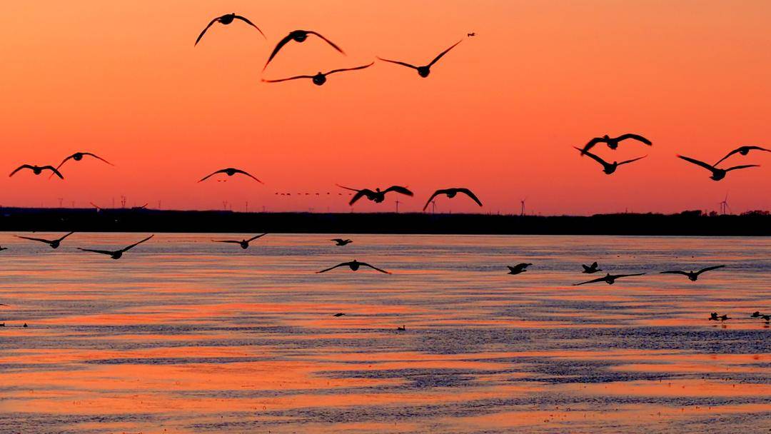 南迁候鸟小憩卧龙湖