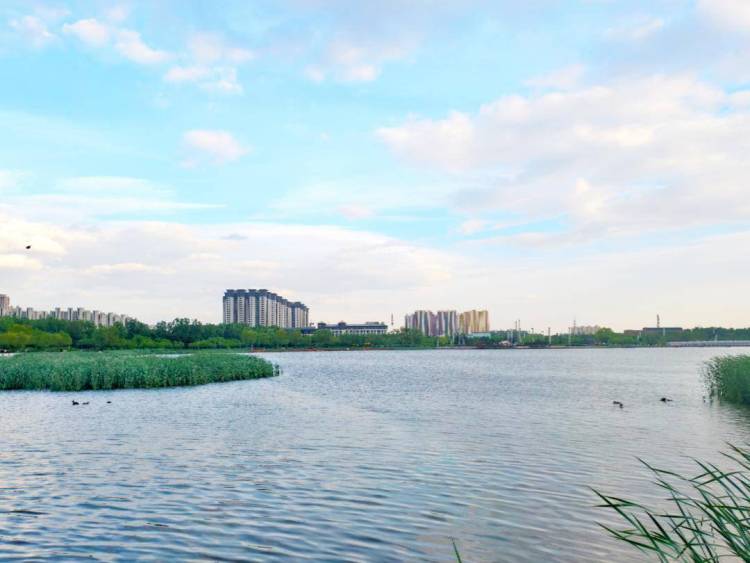 阜新玉龙湖：凤头䴙䴘育雏忙