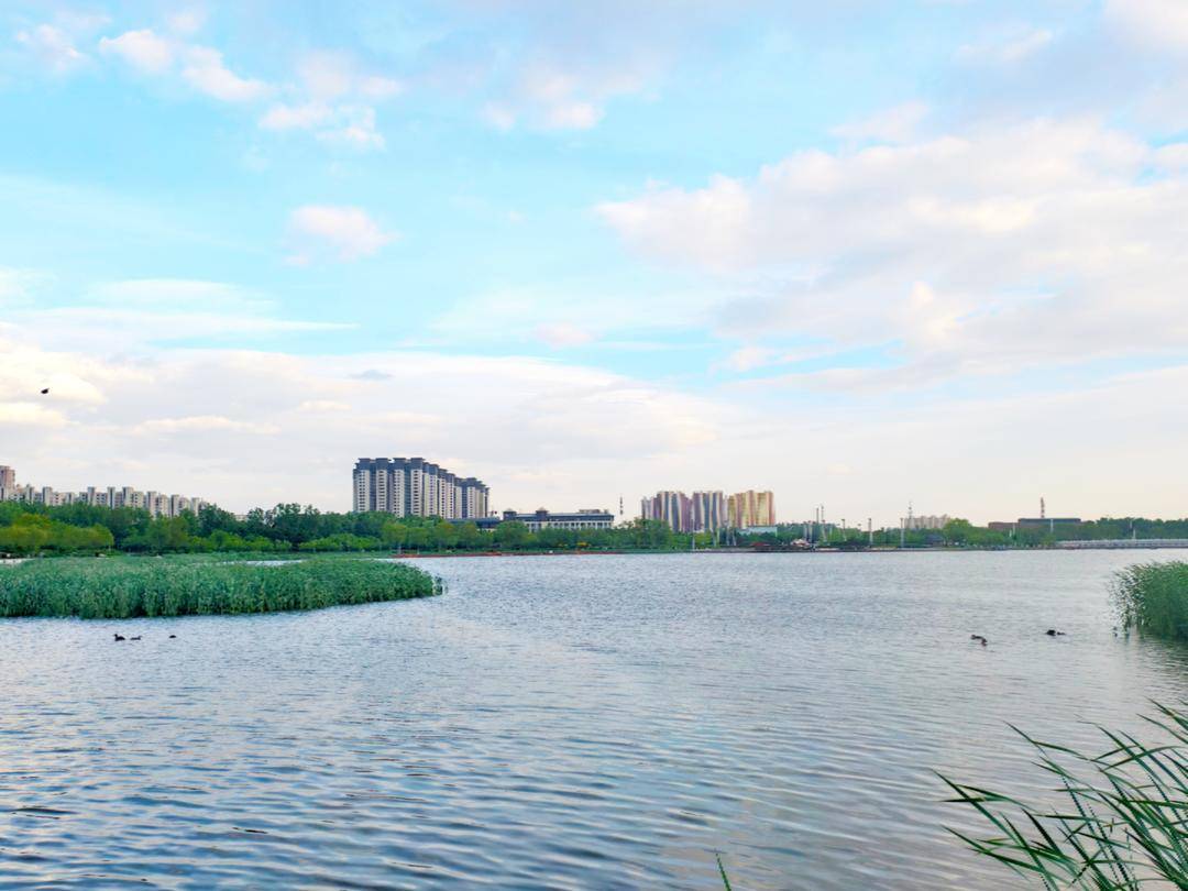 阜新玉龙湖：凤头䴙䴘育雏忙