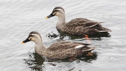 沈阳：水清鸭欢新开河