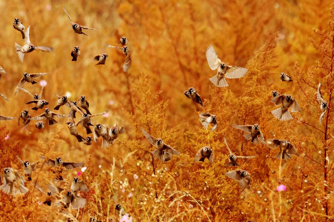 雀舞凌河