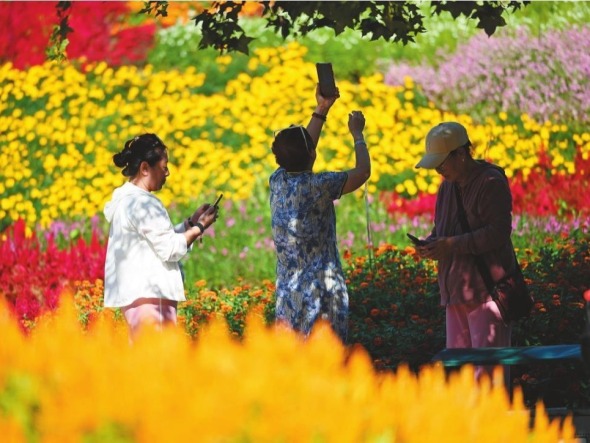 60余万株菊花绽放沈阳植物园_fororder_da1eecc1-2740-4a61-afc3-336c601d8aca