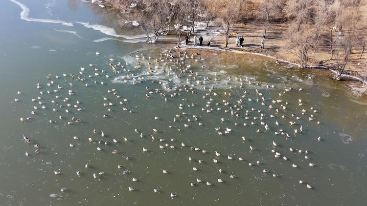 雁舞浑河岸 景绘沈阳冬_fororder_转载图2