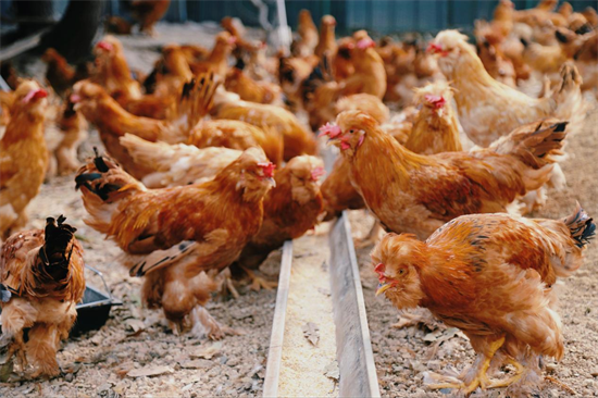 林下养鸡打造生态富民新引擎_fororder_普兰店鸡