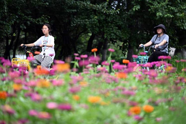 百日菊花海，梦幻打卡地