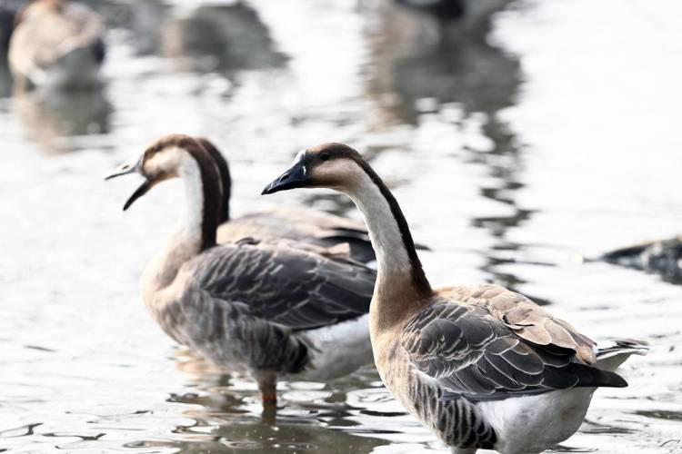 “雁”遇初冬，舞动浑河