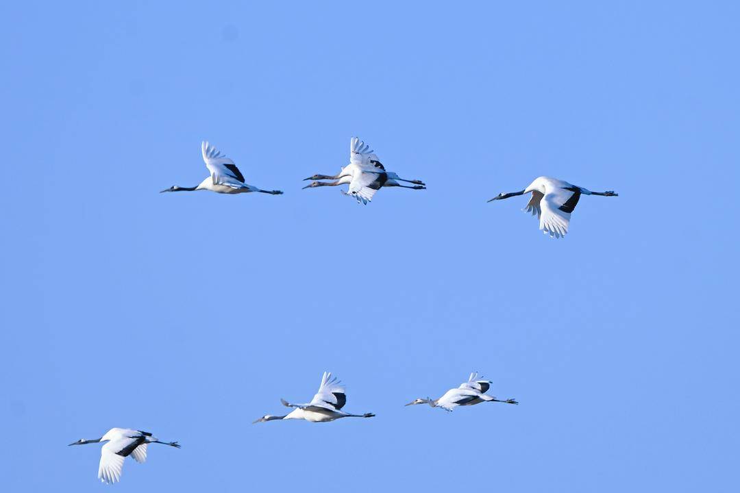 鹤群越冬辽河三角洲