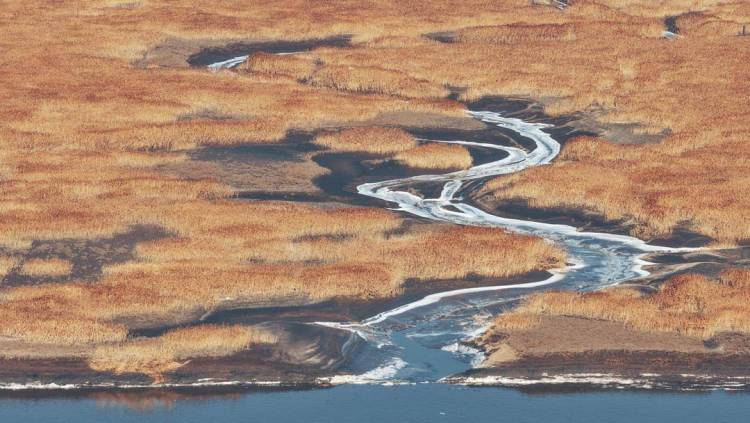 苇海冬景如画卷