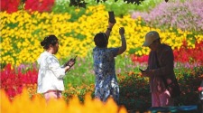 60余万株菊花绽放沈阳植物园