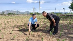 中储粮朝阳直属库扎实开展春播调研