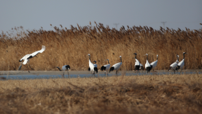 5家丹顶鹤组团打卡台安辽河湿地