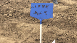 大连普兰店区：良种扎根“试验田” 科技结出“致富穗”