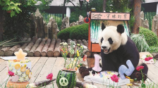 萌！“酷玩少年”大熊猫金虎15岁啦