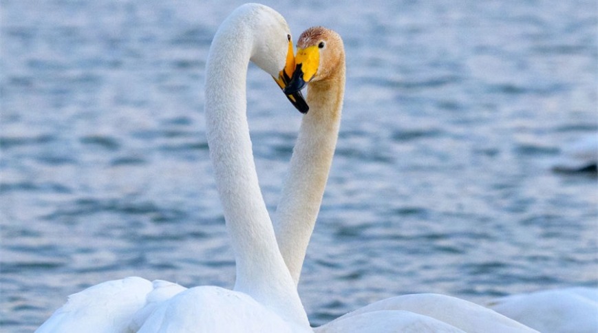 辽宁朝阳：大凌河畔 天鹅翩跹