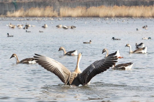 沈阳：气温回暖 春日雁舞浑河