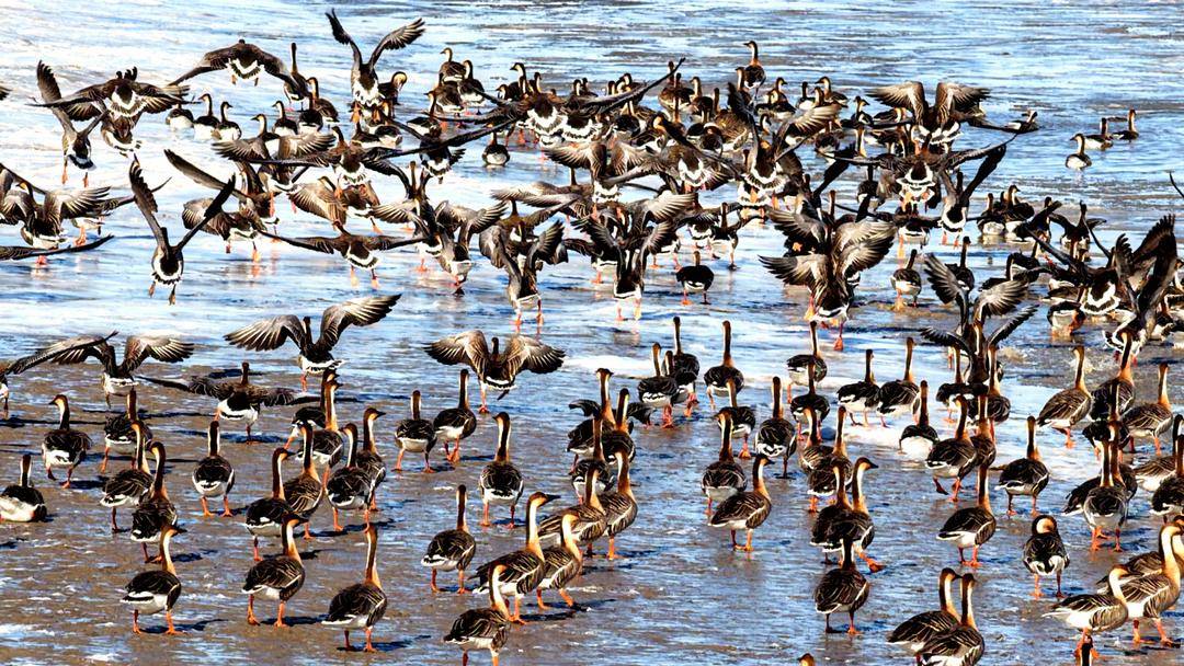 盘锦：成群候鸟壮观迁徙