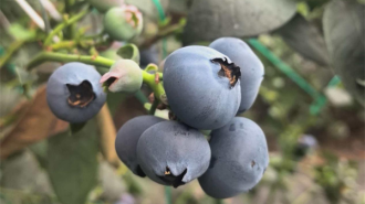 大连普兰店：富硒蓝莓奏响乡村振兴“莓”好乐章