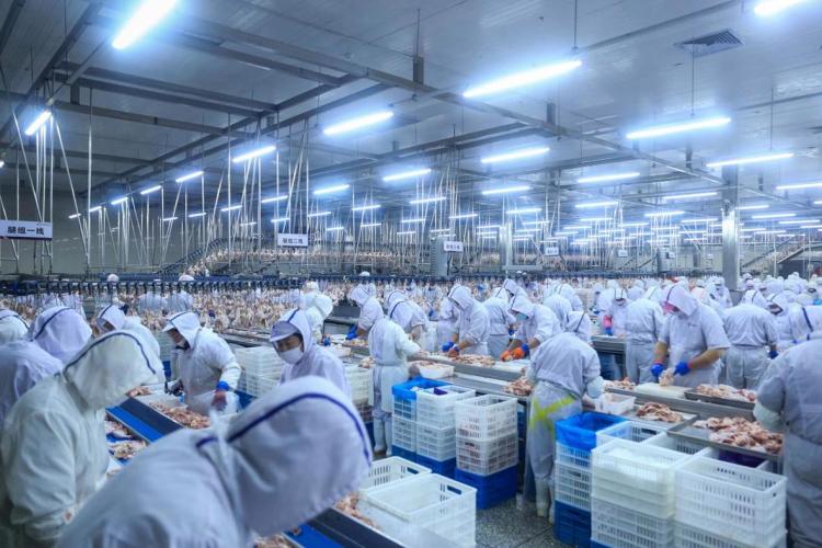 沈阳：小小鸡架如何“啄”开百亿肉鸡全产业链？