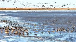 盘锦：成群候鸟壮观迁徙