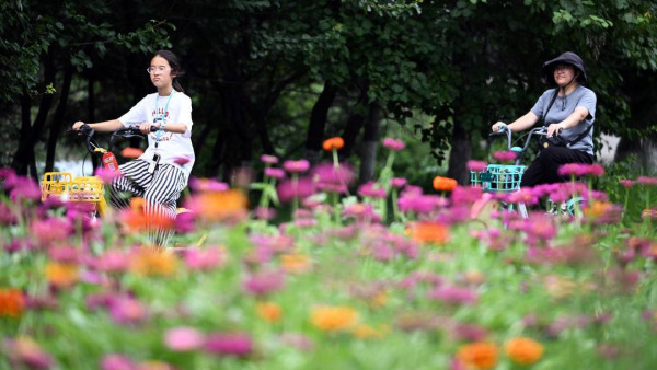 百日菊花海，梦幻打卡地