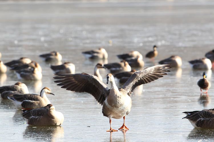 雁舞浑河岸 景绘沈阳冬_fororder_转载图8