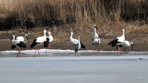 “鸟中国宝”现身沈阳