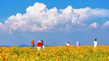 祥云伴菊海，大连这条风景线很浪漫
