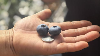 蓝莓“抢鲜”上市 产销两旺喜获丰收