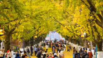 丹东百年银杏铺就“黄金大道”