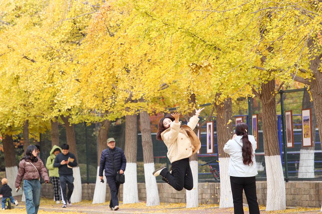 秋日限定款，漫天飞舞的金色浪漫