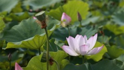 辽宁盘锦：赏荷纳凉正当时