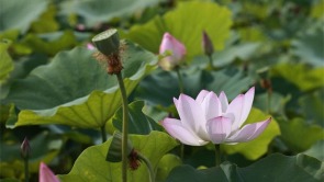 辽宁盘锦：赏荷纳凉正当时