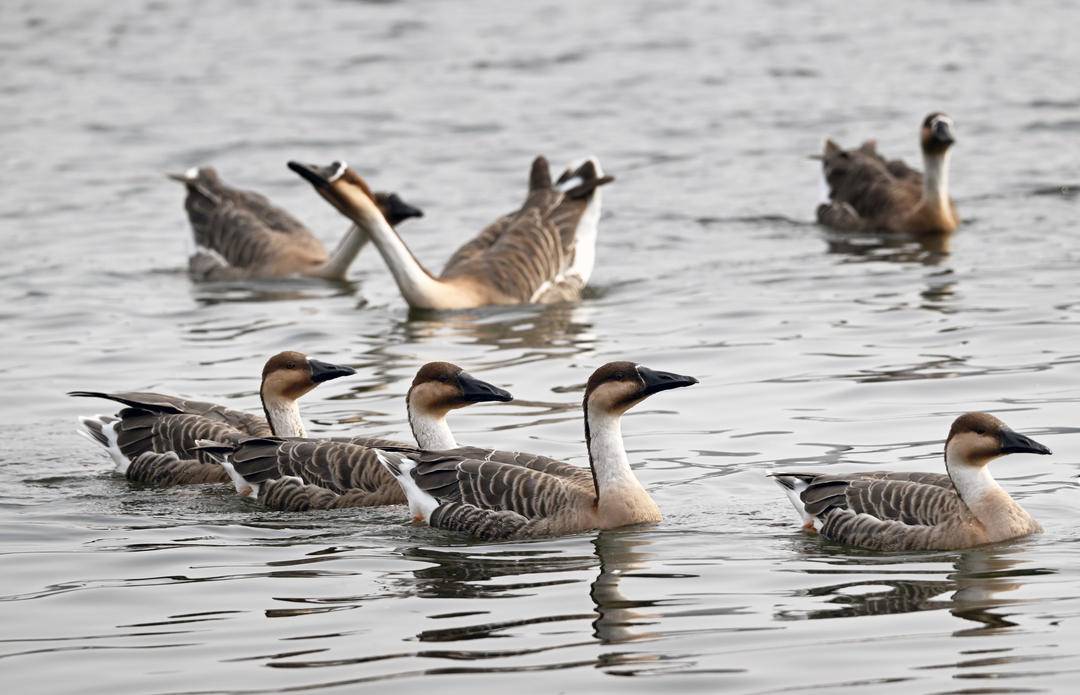 “雁”遇初冬，舞动浑河