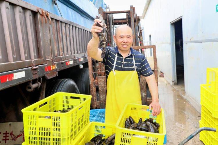 “南鱼北养”！兴城石斑鱼成功上市