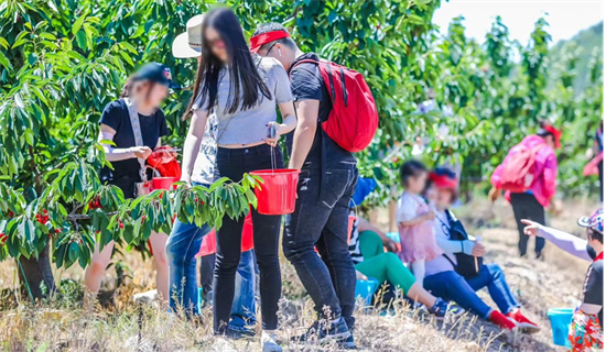 大连龙民樱桃节：一场邻里温情的盛夏约定​​_fororder_龙湖樱桃节4