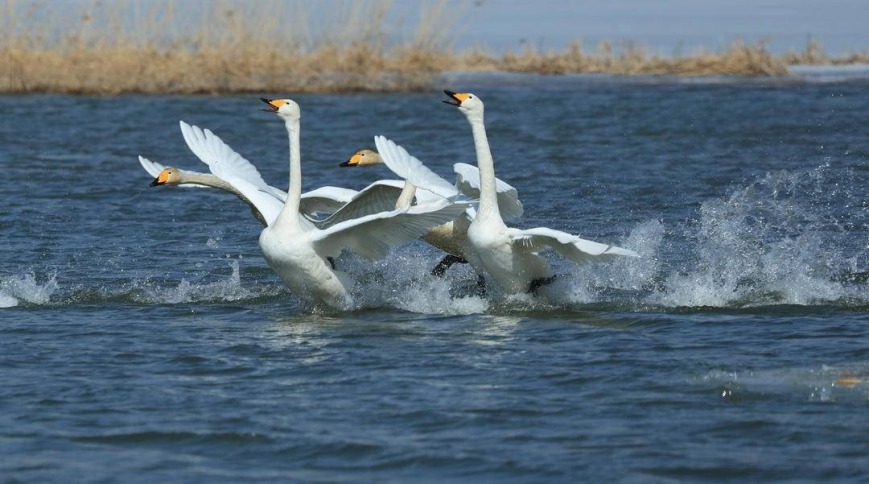 天鹅回迁朝阳