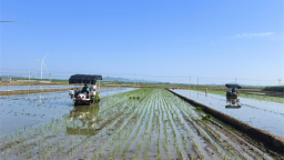 大连普兰店：稻田“听风”起 盐碱地长出致富好“稻”景