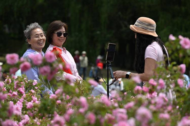 沈阳：月季绽放引客来