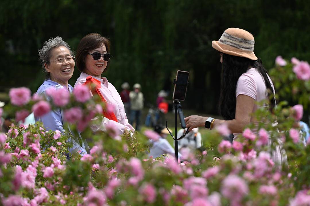 沈阳：月季绽放引客来