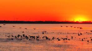 南迁候鸟小憩卧龙湖