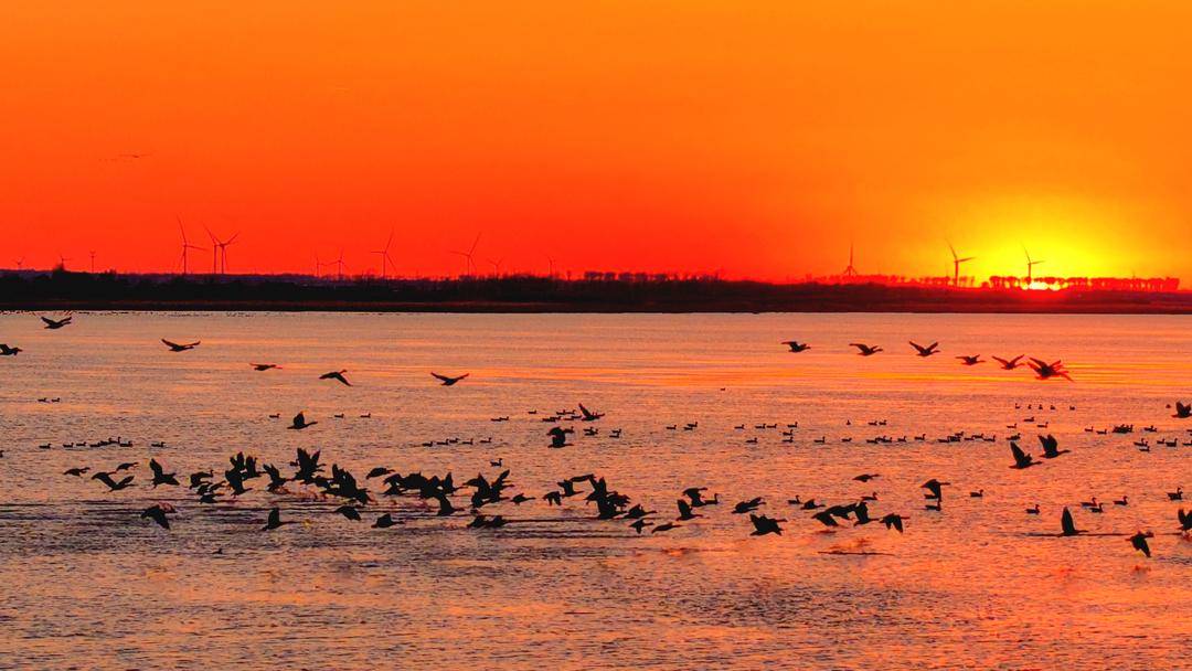 南迁候鸟小憩卧龙湖
