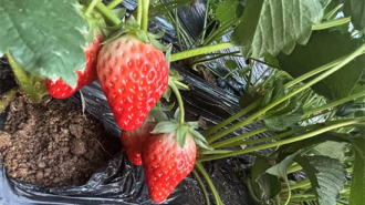 大连普兰店：“小草莓”撬动“大产业”