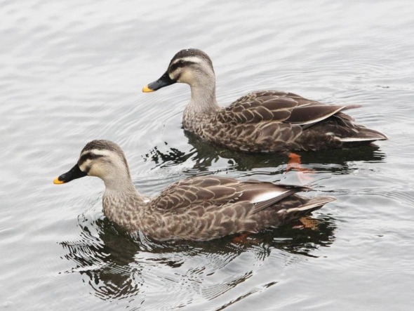 沈阳：水清鸭欢新开河