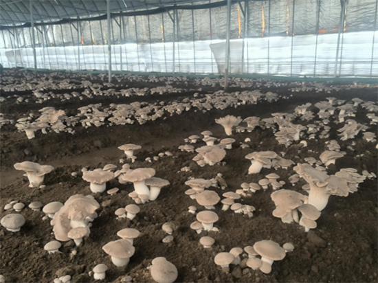 大连普兰店区：菌类家族“新成员”入驻同益香菇产业园_fororder_普兰店蘑菇1