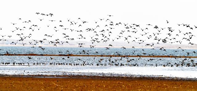 沈阳法库獾子洞：春日里的候鸟天堂