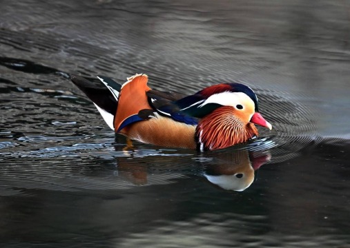 罕见！特殊“客人”现身沈阳南运河